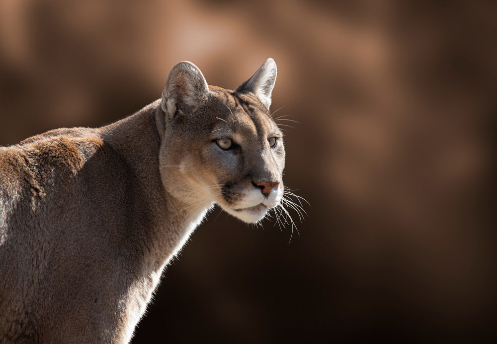 Mountain lion in side profile, lit by warm sunlight, staring ahead against a softly blurred brown rocky background.