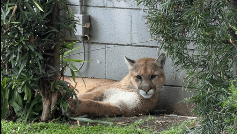 Mountain lion shows up in busy part of Pasadena, prompts road closures until it’s tranquilized – Pasadena Star News