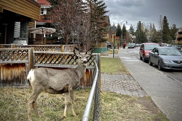 Mule deer standing in a residential yard in Banff, Alberta. Image by Sharon Hahn Darlin via Wikimedia Commons (CC BY 2.0)