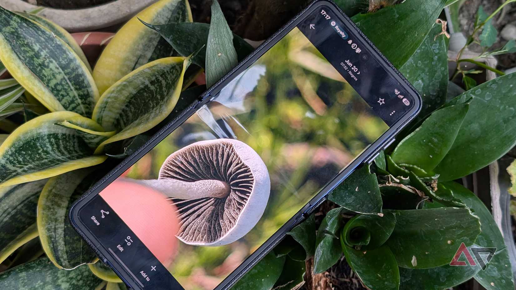 Mushroom photo on the Samsung Galaxy Z Flip 7 smartphone