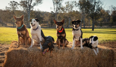 Who Will Raise New Zealand’s Next Champion Muster Dog? Sky Opens Casting for Heartwarming New Series