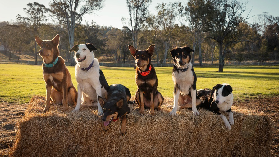 Who Will Raise New Zealand’s Next Champion Muster Dog? Sky Opens Casting for Heartwarming New Series