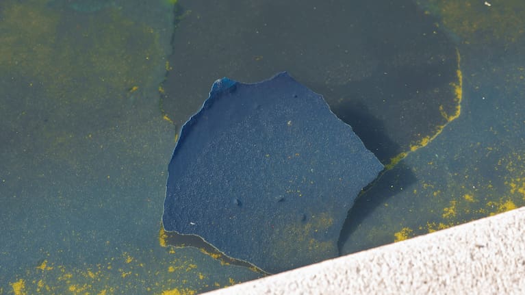 A piece of the blue coating floats among algae at the Lincoln Memorial Reflecting Pool Sunday, June 21, 2026, on the National Mall in Washington. 