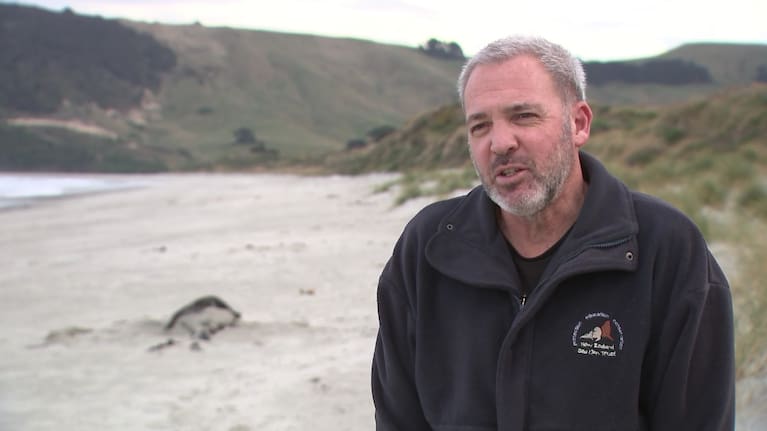New Zealand Sea Lion Trust marine scientist Shaun McConkey.