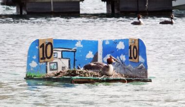 Helping grebes while supporting wellbeing