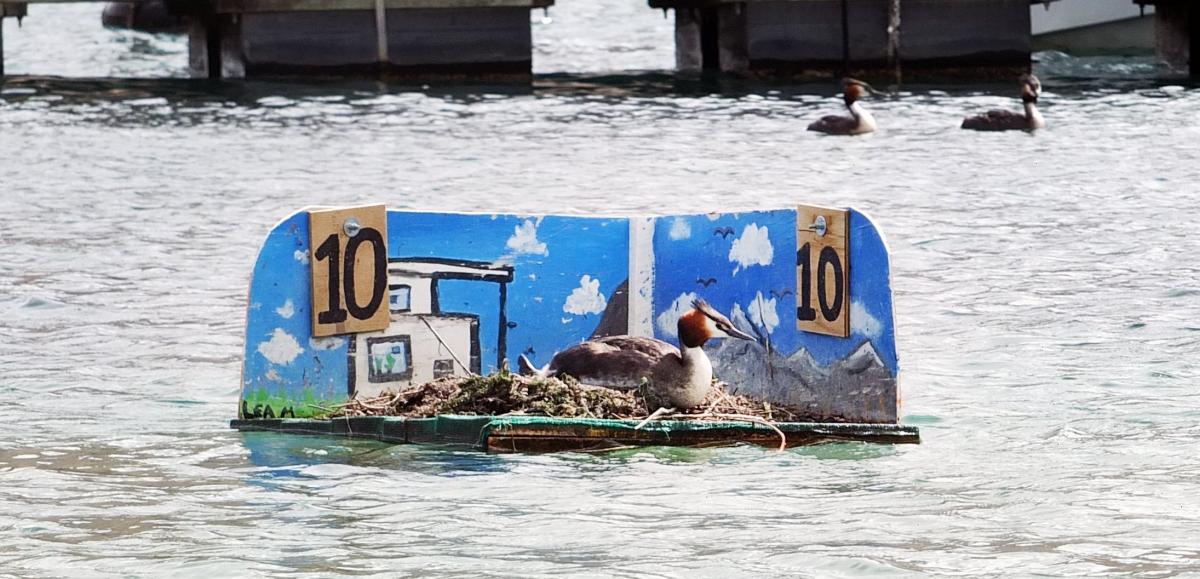 Helping grebes while supporting wellbeing