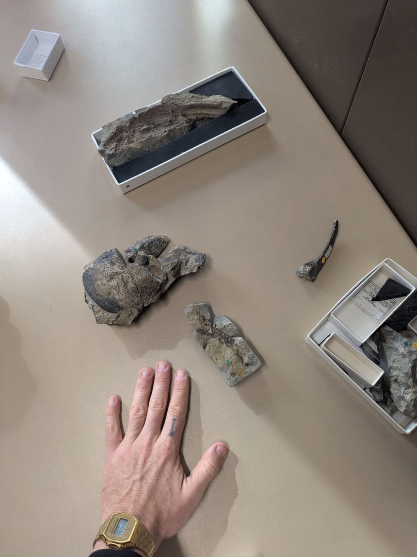 Experts revisited fossils that had been in London’s Natural History Museum for more than 100 years.