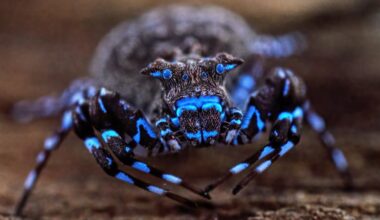 Fluorescent spider and armored cricket among incredible discoveries in Angola