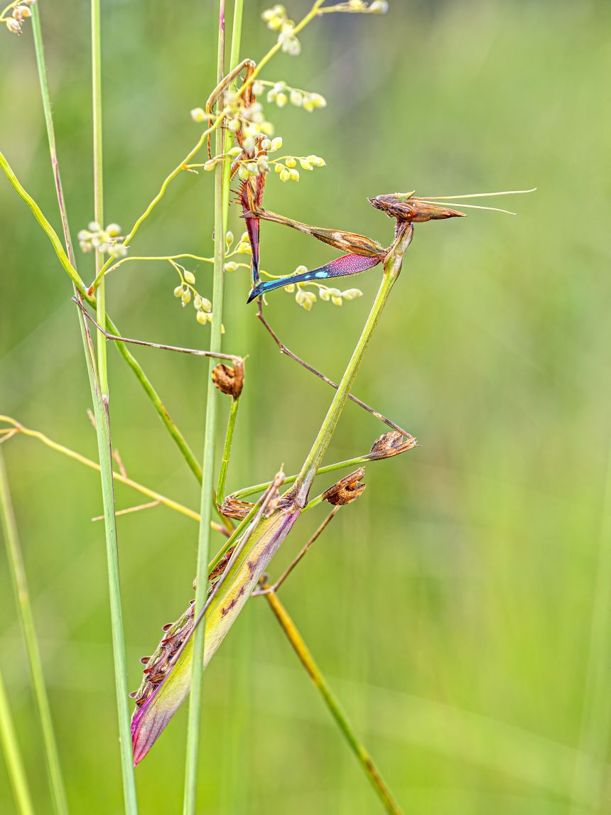 A giant conehead mantis, photographed during the survey in Angola. The species lives in grassland, predominantly in southern Africa, and is a master of diguise.