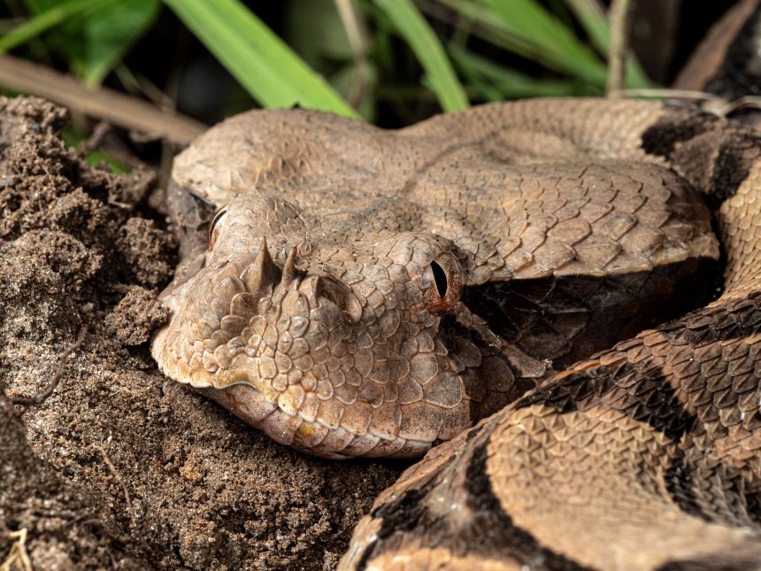 A gaboon adder, holder of the longest fangs of any venomous snake at up to two inches.