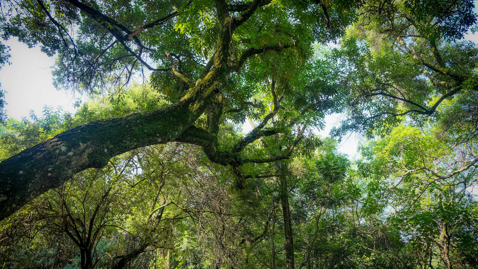 Small Canadian Town Recognises Trees As Living Beings With Rights
