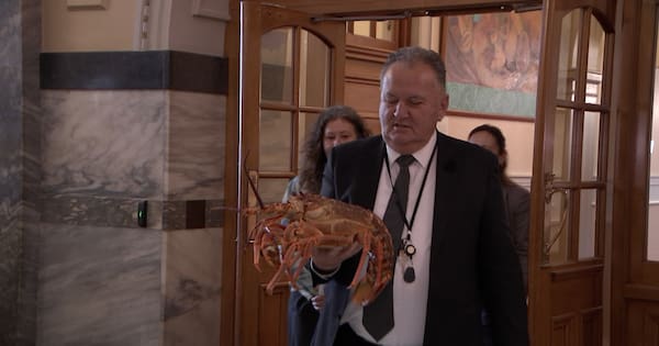 Fisheries Minister Shane Jones avoids hot water for crayfish caper