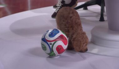 Puppy World Cup prediction takes unfortunate turn in Breakfast studio