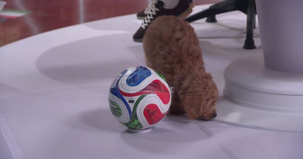 Puppy World Cup prediction takes unfortunate turn in Breakfast studio