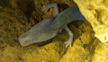 A blind cave salamander called the olm is projected to live past a hundred years, and biologists still cannot explain how it ages so slowly