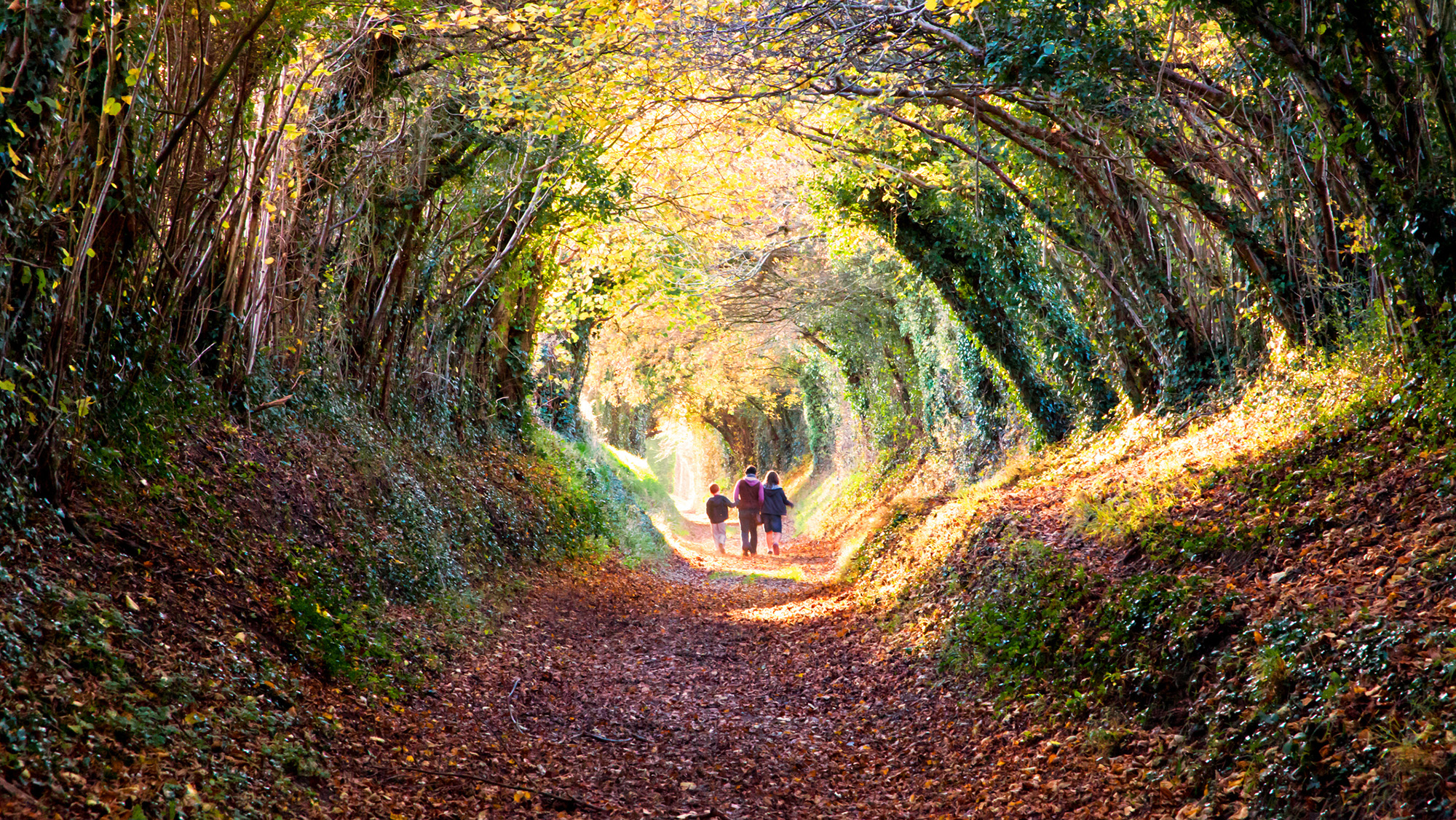 A group of people walking through a forested tunnel