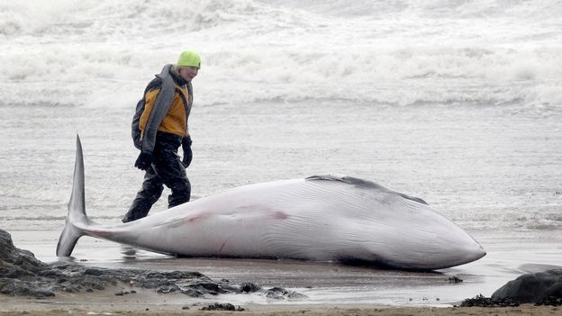 'On shore, their weight becomes lethal': Why it's so hard to help a stranded whale