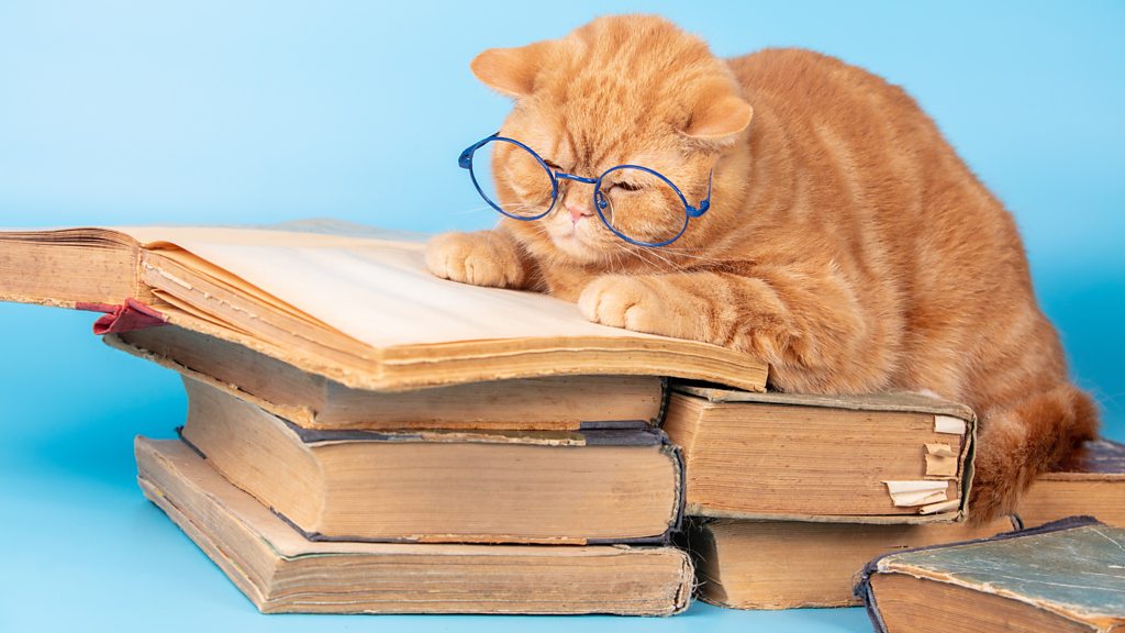 CrowdScience, CrowdScience, Do animals care about the past?