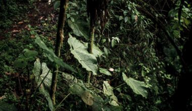 Earth’s Plants May Have Nearly 2 Billion Years Left Before the Planet Becomes Too Hostile