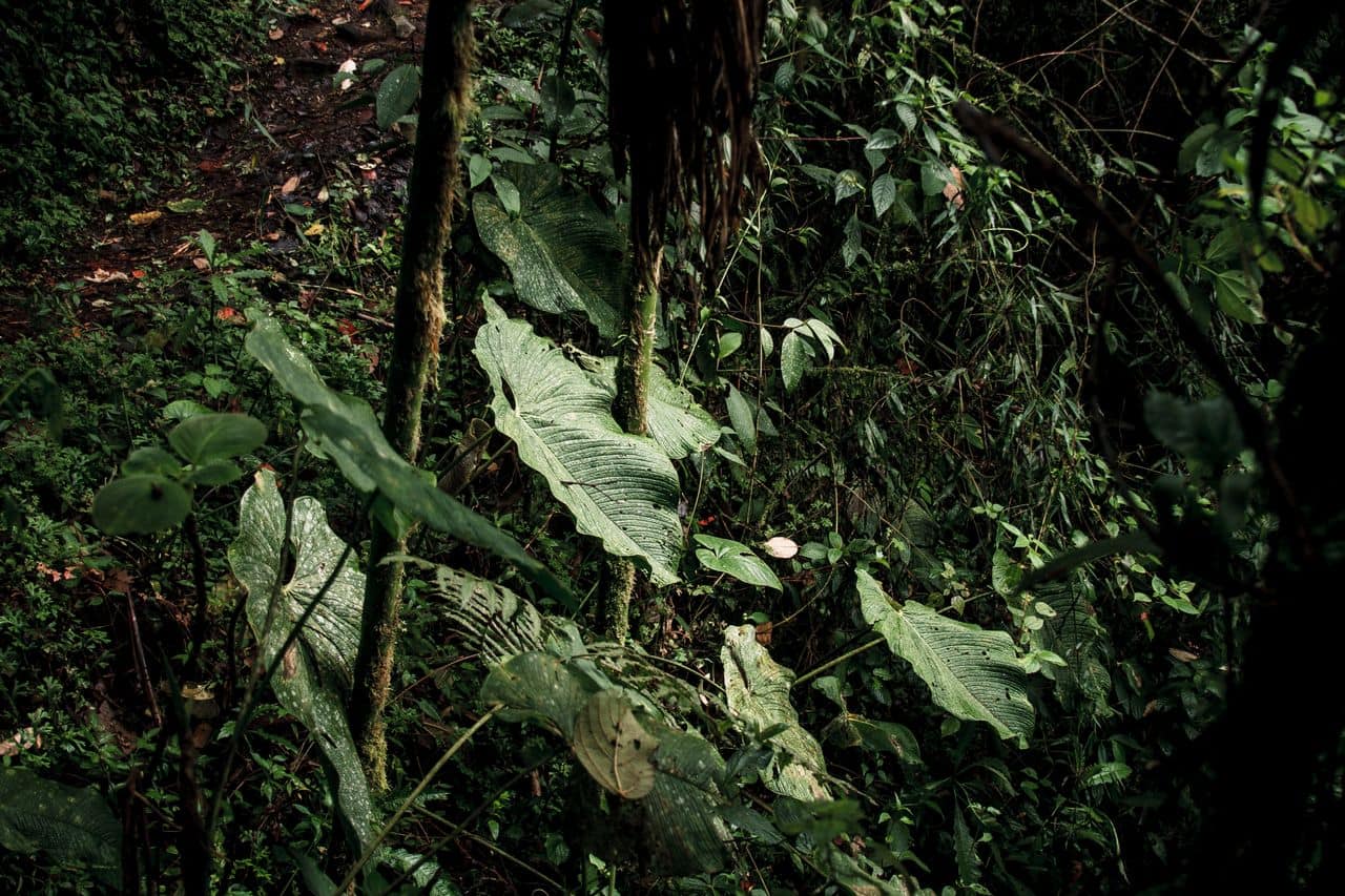 Earth’s Plants May Have Nearly 2 Billion Years Left Before the Planet Becomes Too Hostile