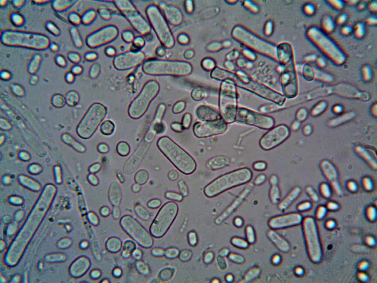 Scientists Found That Bacteria Can Remember Stress Even Though They Have No Brains
