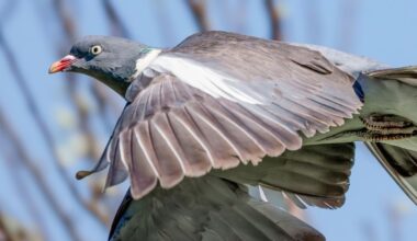 A Mysterious Quantum Compass May Be Hiding Inside Pigeons' Livers : ScienceAlert