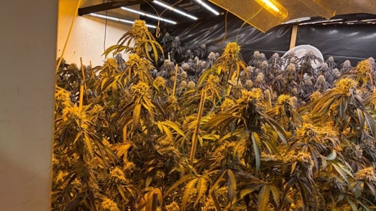 Police found "sophisticated" indoor cultivation setups. 