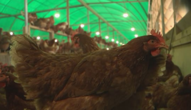 Bird flu 'on its way' to New Zealand, says Biosecurity Minister