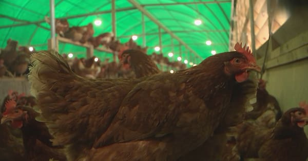 Bird flu 'on its way' to New Zealand, says Biosecurity Minister
