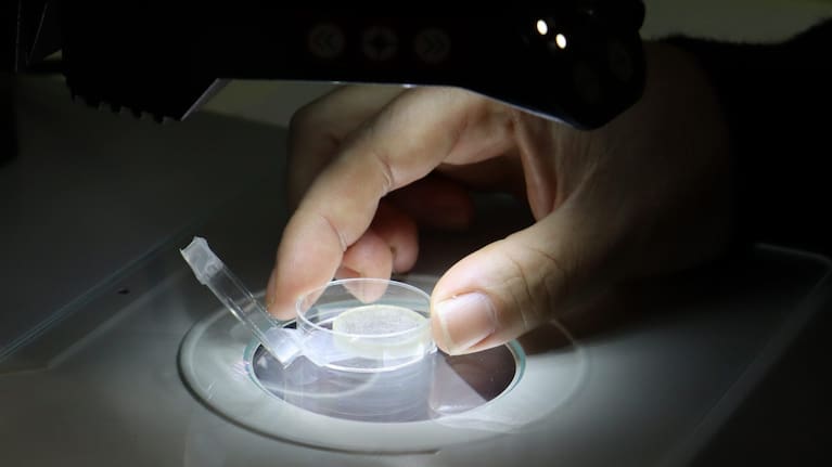 Professor Chris Kirkland studying tiny zircon crystals in the lab.