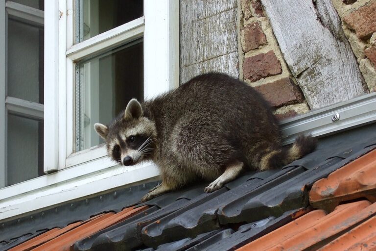 Raccoon on the roof of a residential building in early morning light. Image by Carsten Volkwein via Wikimedia Commons (CC BY-SA 3.0).