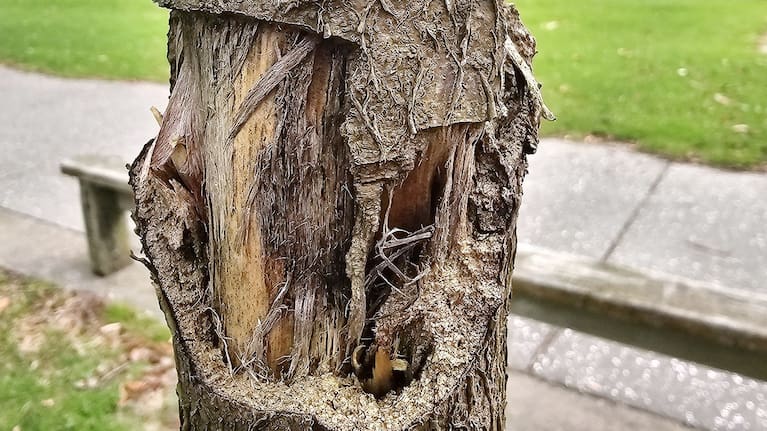 Removal of the young kauri tree’s bark looks a lot like ringbarking but could possibly have happened after the tree died, according to an arborist.