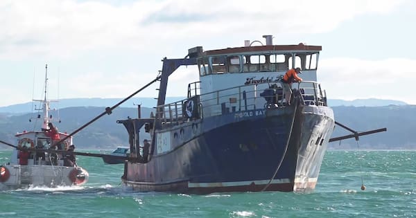 'Down she goes': Boat scuttled off Napier to become artificial reef
