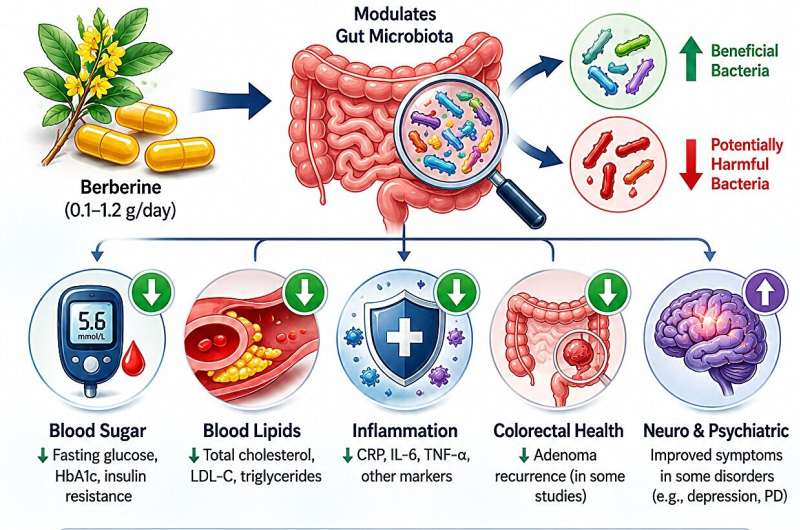 Rewiring the Microbiome: Could a Centuries-Old Botanical Hold the Key to Metabolic Harmony?