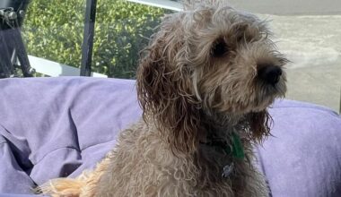 'Much-loved' family pet mauled to death by other dog on walkway