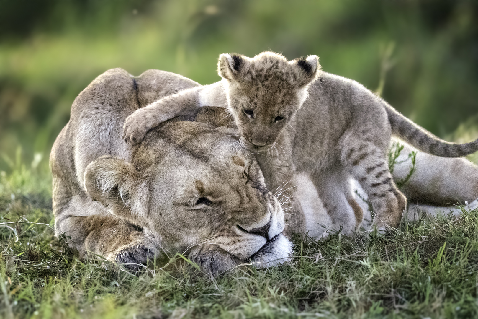 Photograph of a lion and a lion cub in the Maasai Mara, taken by wildlife photographer and conservationist Angela Scott