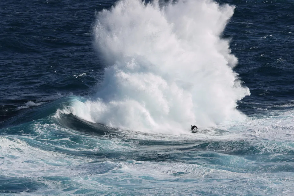 A fur seal jumping in front of a giant wave off Portland. No red circle.