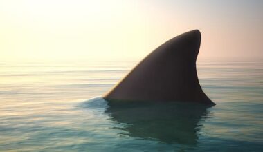 'This is a tragedy': Australian diver killed in shark attack