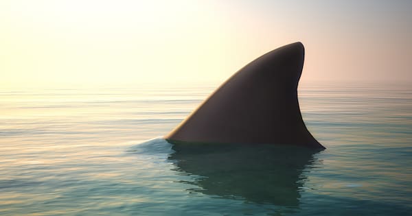 'This is a tragedy': Australian diver killed in shark attack