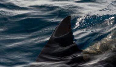 Third fatal shark attack in a month sparks warnings in Australia