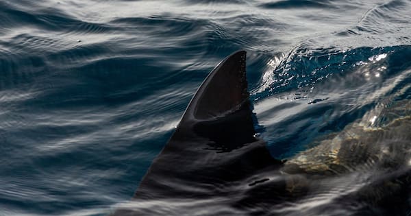 Third fatal shark attack in a month sparks warnings in Australia