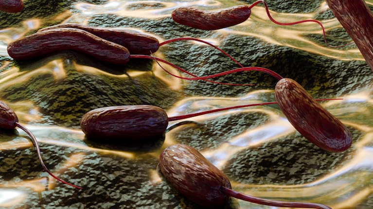A 3D-rendering of Shewanella, which are rod-shaped bacteria found in marine environments.