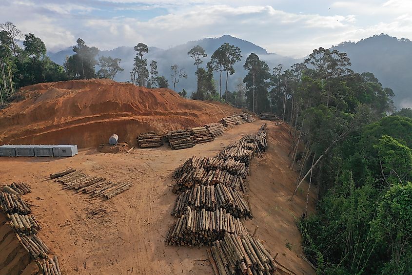 Deforestation