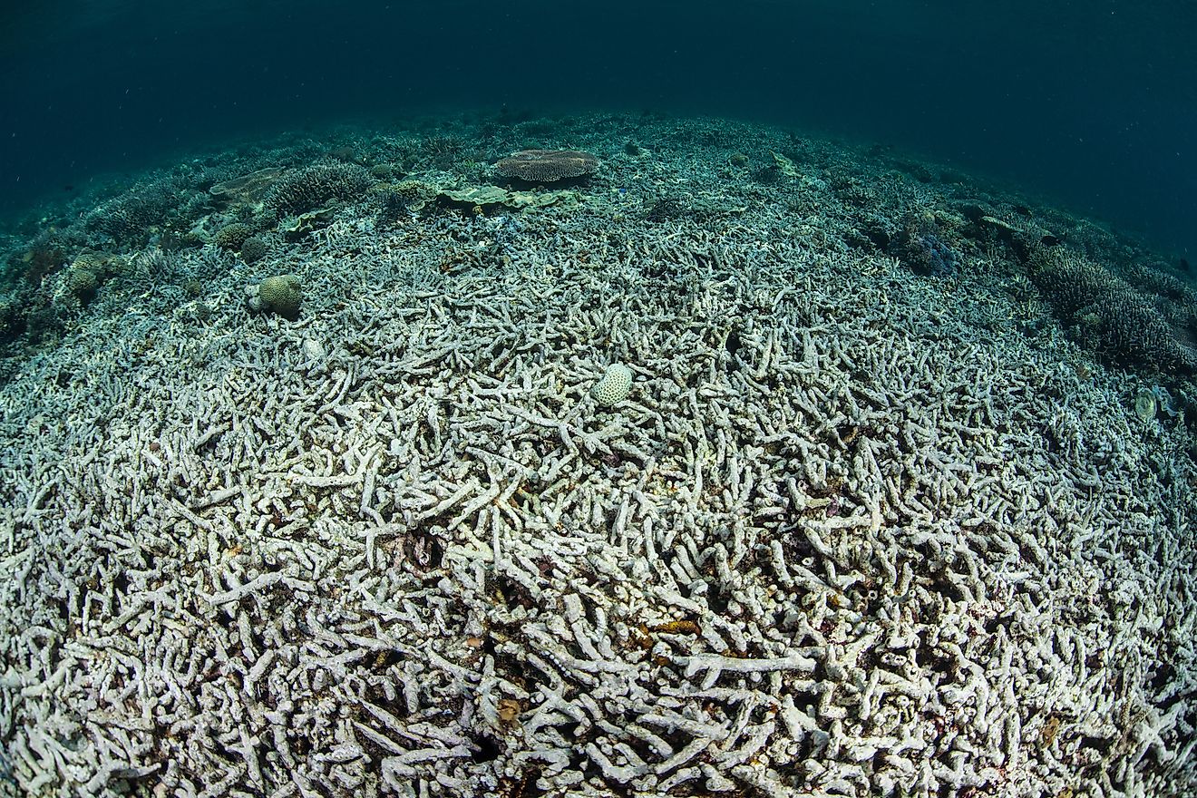 Ocean Acidification
