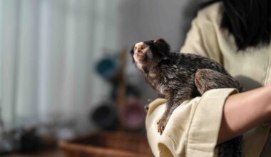 Marmoset monkey