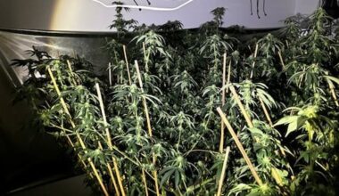 Nearly 500 cannabis plants seized at Auckland grow houses