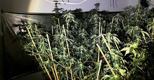 Nearly 500 cannabis plants seized at Auckland grow houses