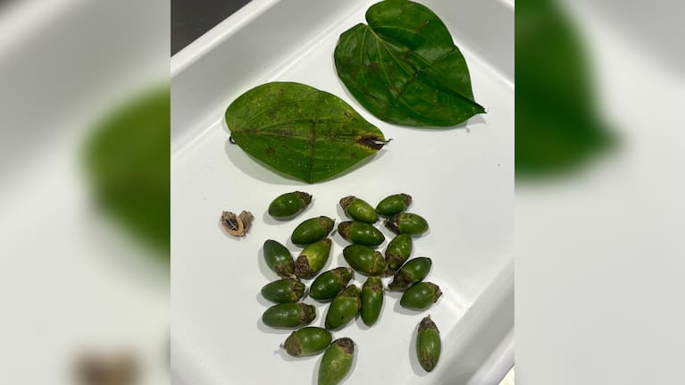 Sophie found fresh betel nuts and banana leaves in the pocket of a passenger who didn’t declare anything.
