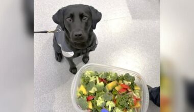A $400 lunch: Three pilots fined after carrying undeclared food
