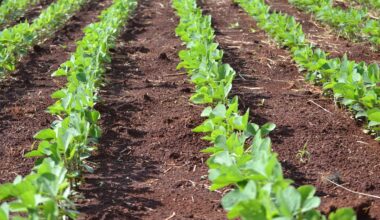 Climate Change Could Lower Soybean Seed Quality